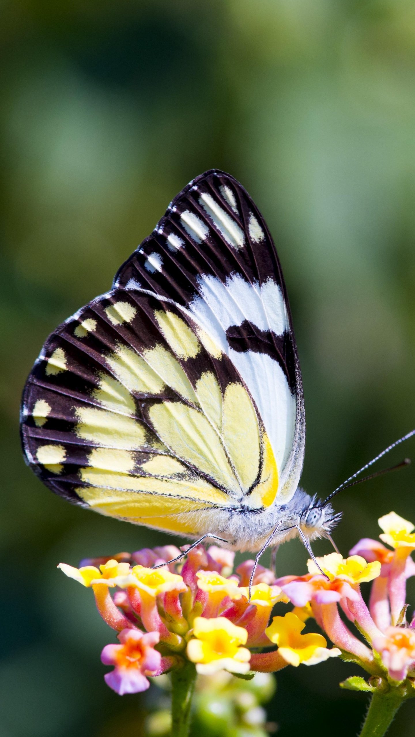Butterfly On Flower Wallpaper