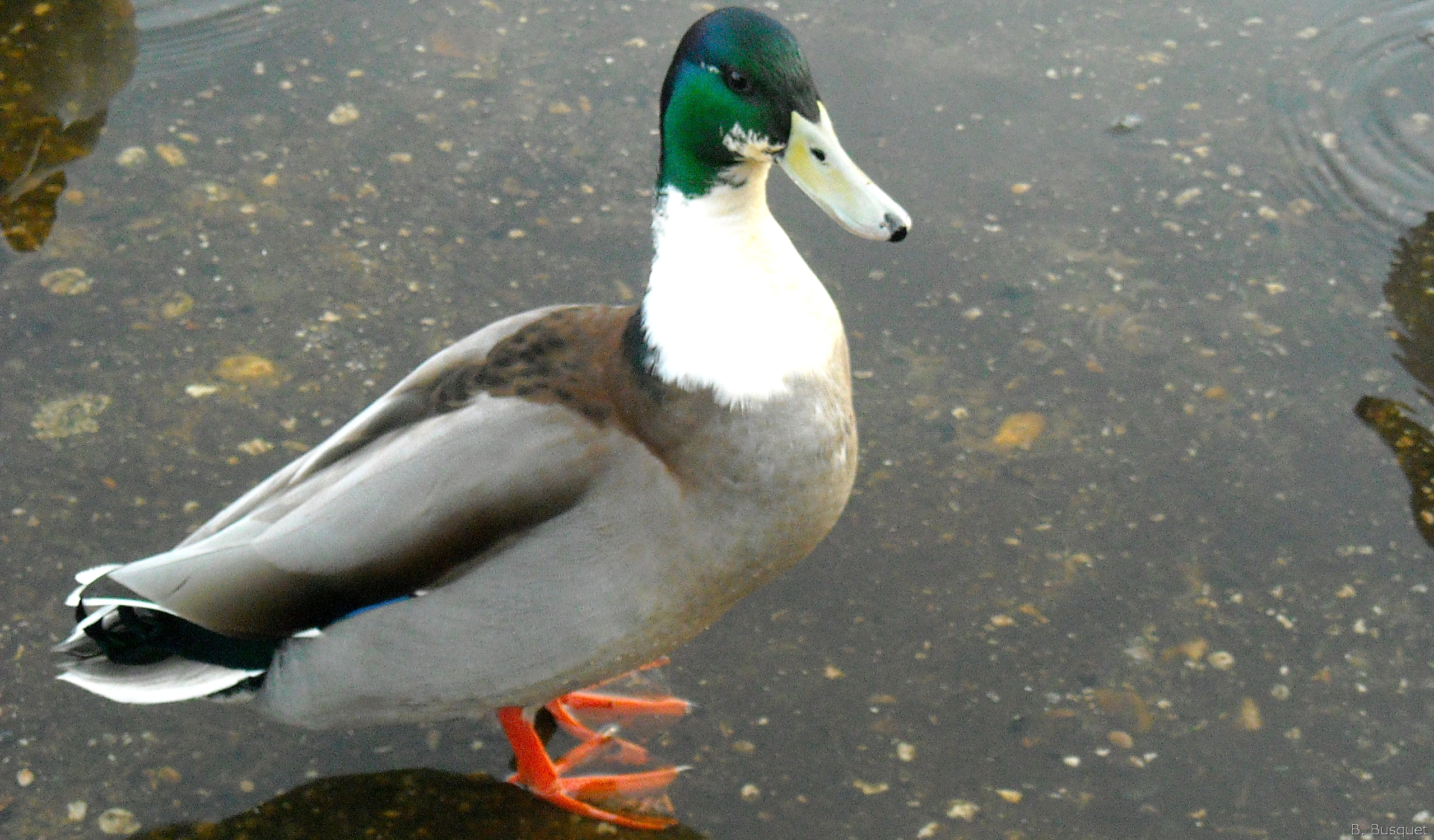 HD Wallpaper With A Male Duck Green Head And White Neck
