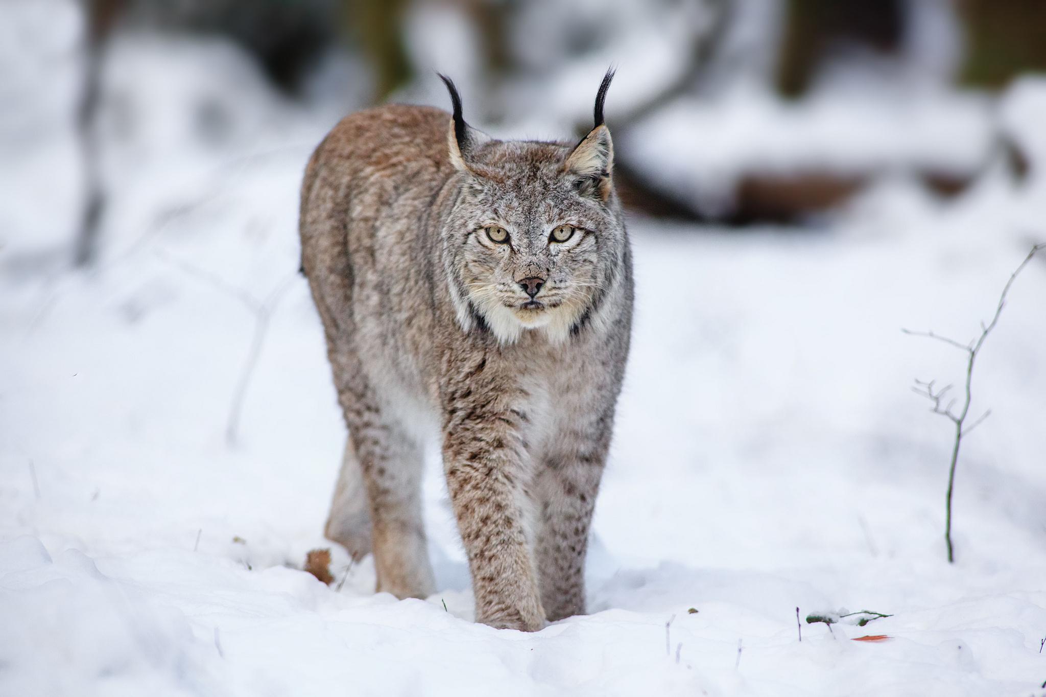 Cats Lynx Animals Winter Snow Wallpaper