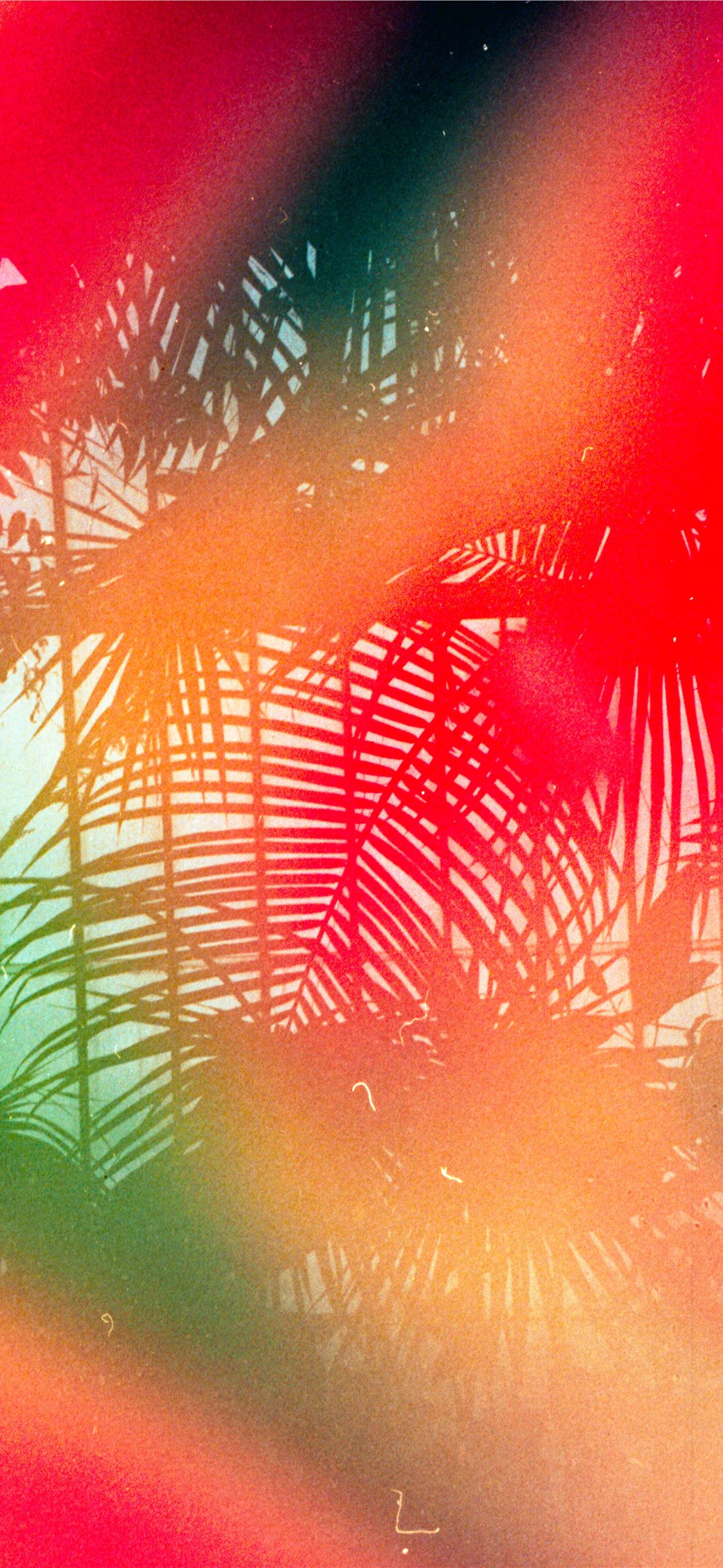 Tropical Leaves Shot On 35mm Leica Mda With Dub iPhone X