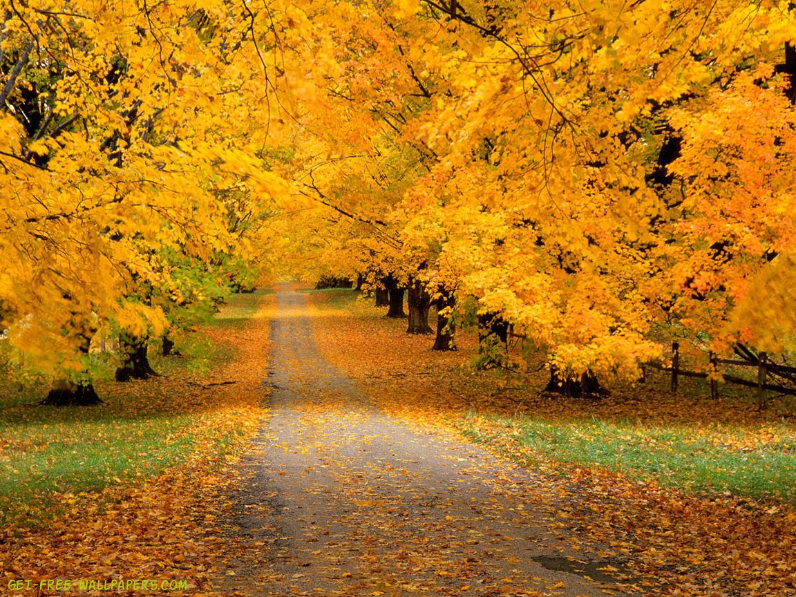Road Covered With Autumn Leaves Wallpaper