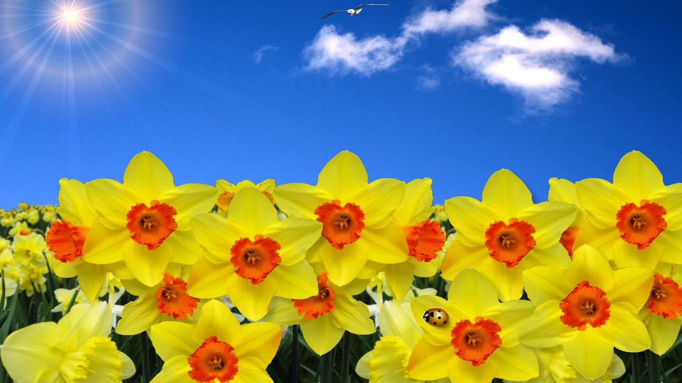 Field Of Daffodils Wallpaper Awesome
