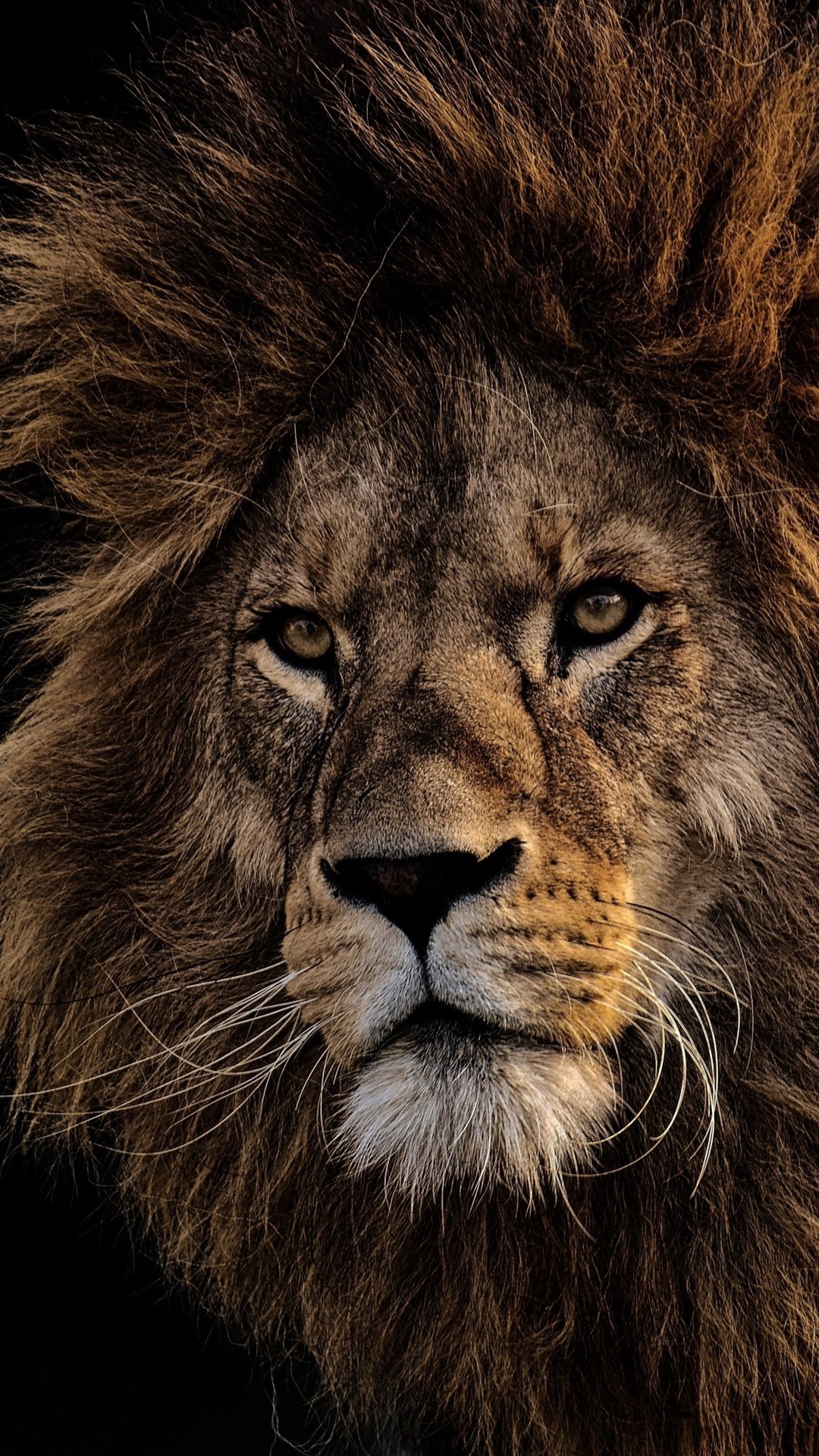 Leon Fondos De Pantalla HD Escritorio Wallpaper Image