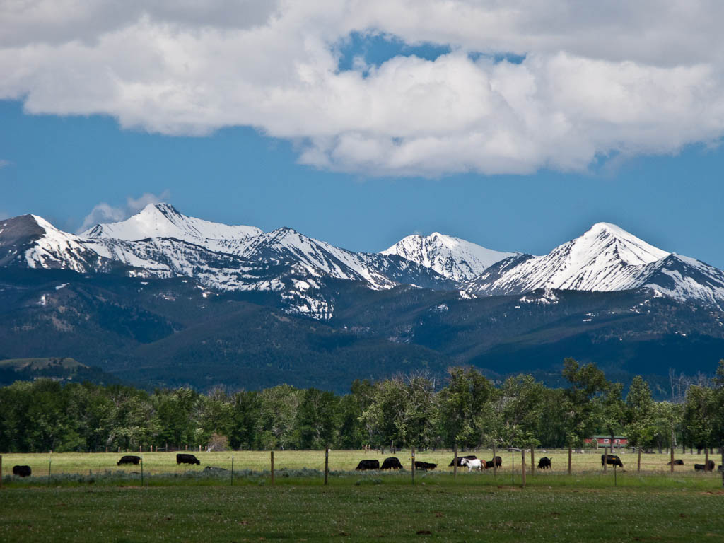 Cattle Ranch Wallpaper Montana