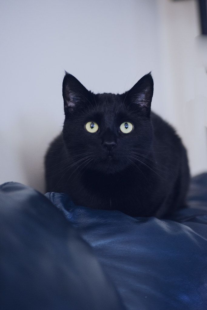 Lun Christy Turner Photography Cat Wallpaper By