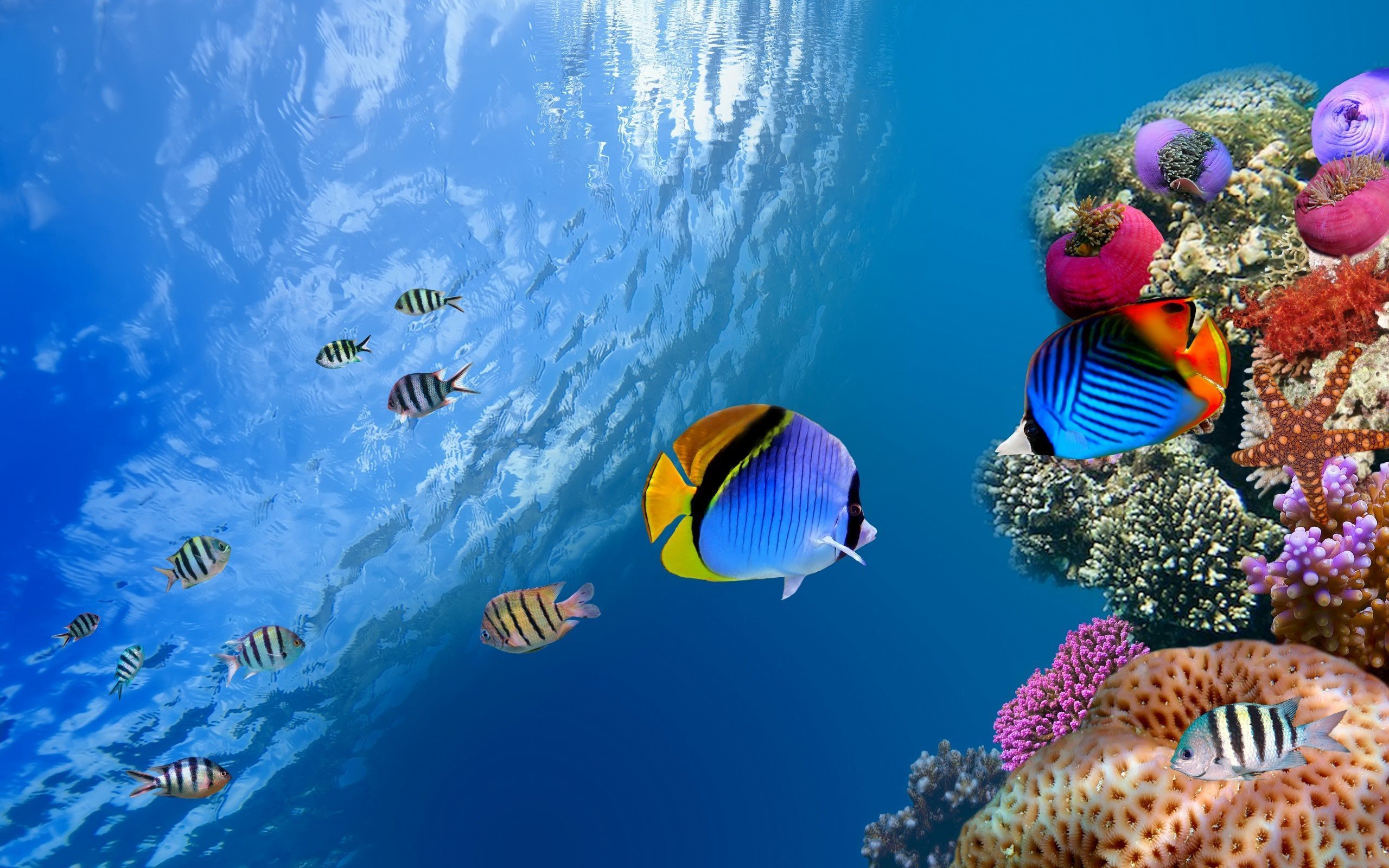 Corals And Fishes HD Wallpaper Nature