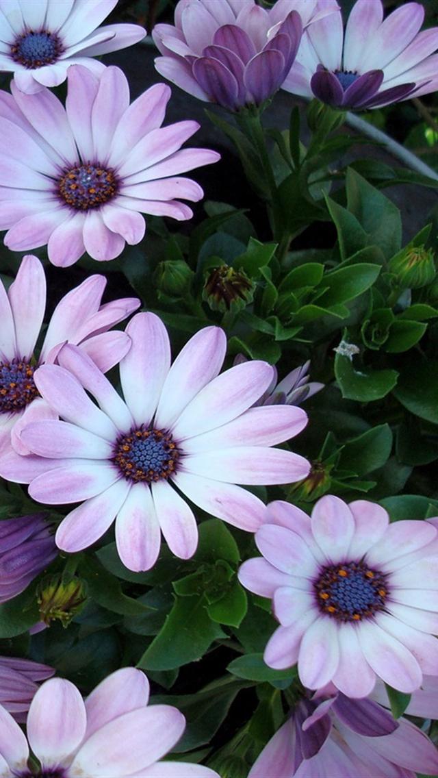 Flowers iPhone Background HD Background For