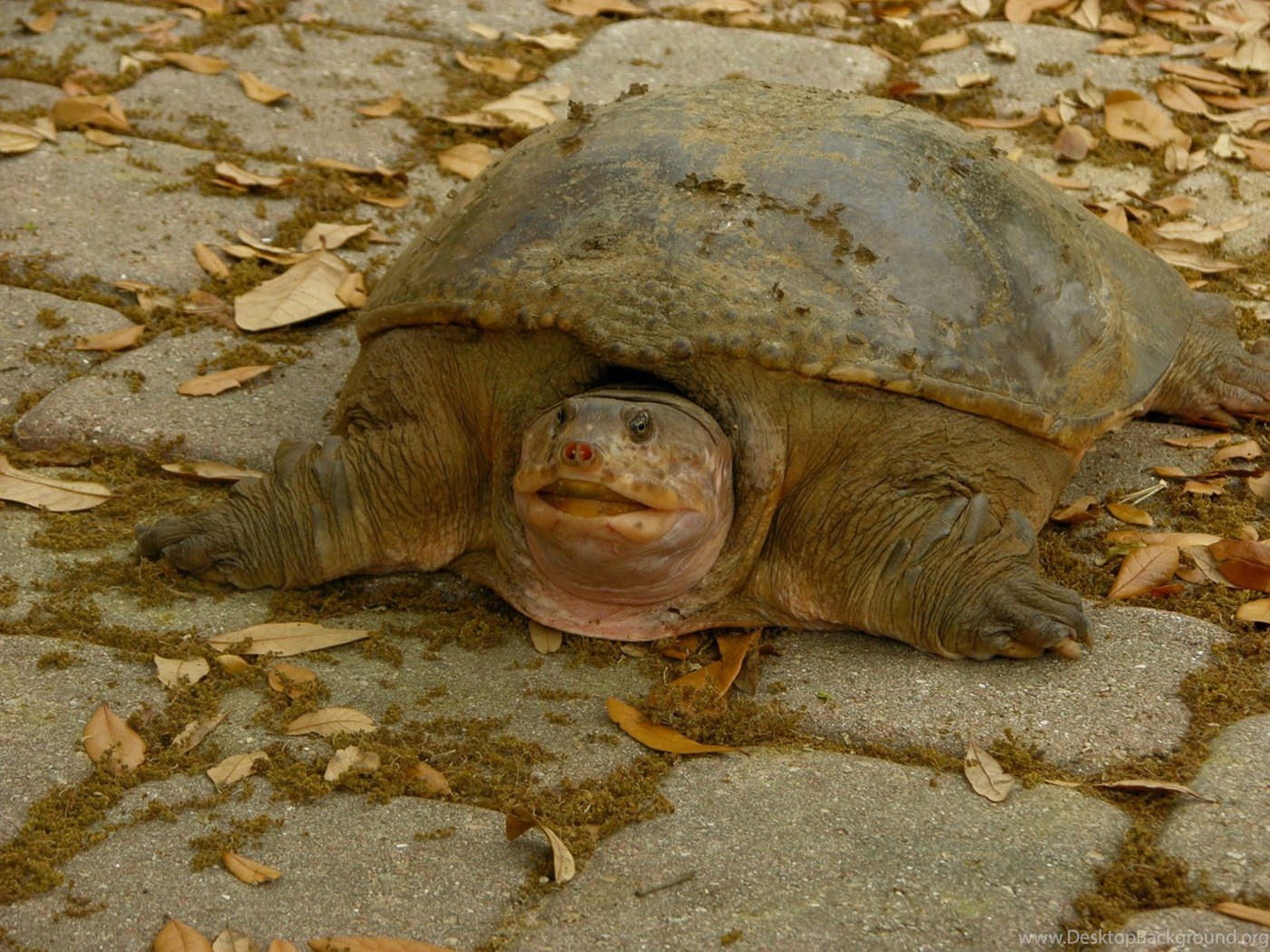 Watson Website The Ugliest Creature In Whole World Desktop