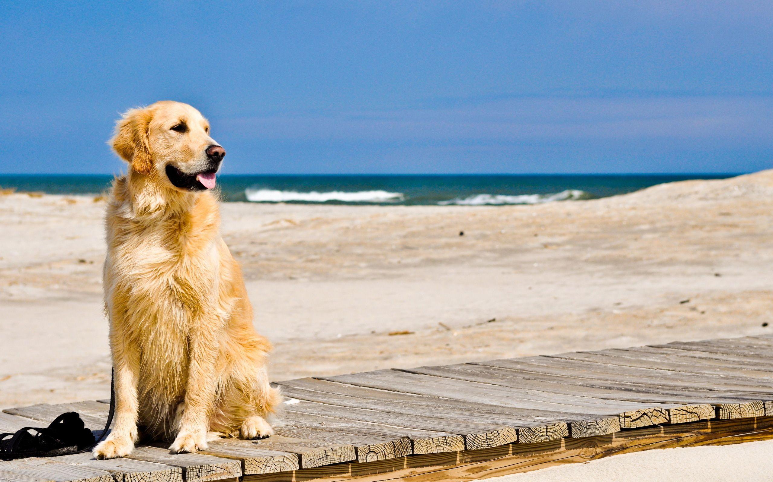 Golden Retriever Dogs In Beach Animals Wallpaper Wallsan