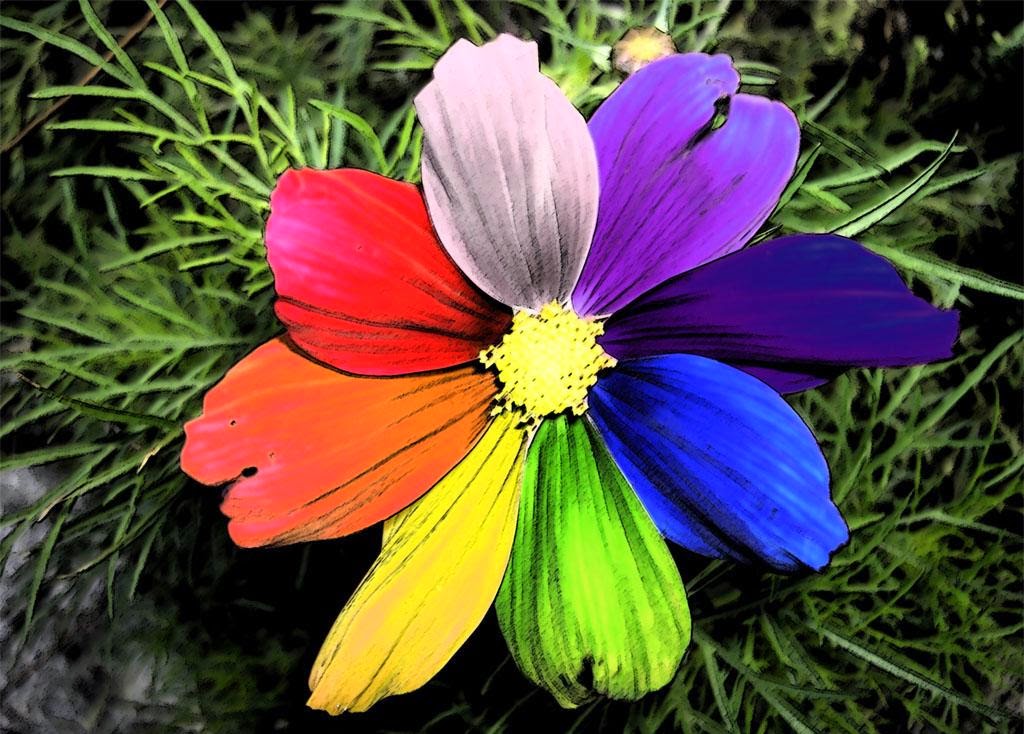 Hd Wallpaper Beautiful Rainbow Flowers