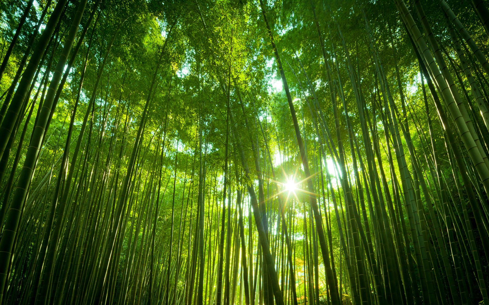 Asian Bamboo Forest Japan Hq Wallpaper