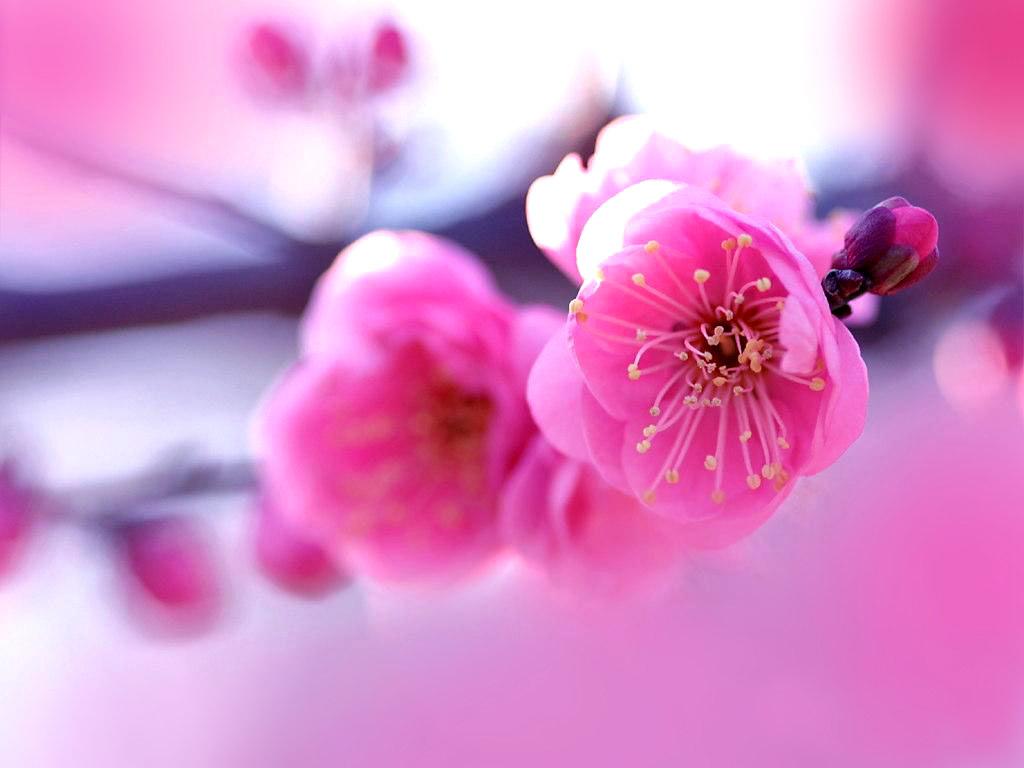 Free download 791 pink flower wallpaperjpg [1024x768] for your Desktop, Mobile & Tablet