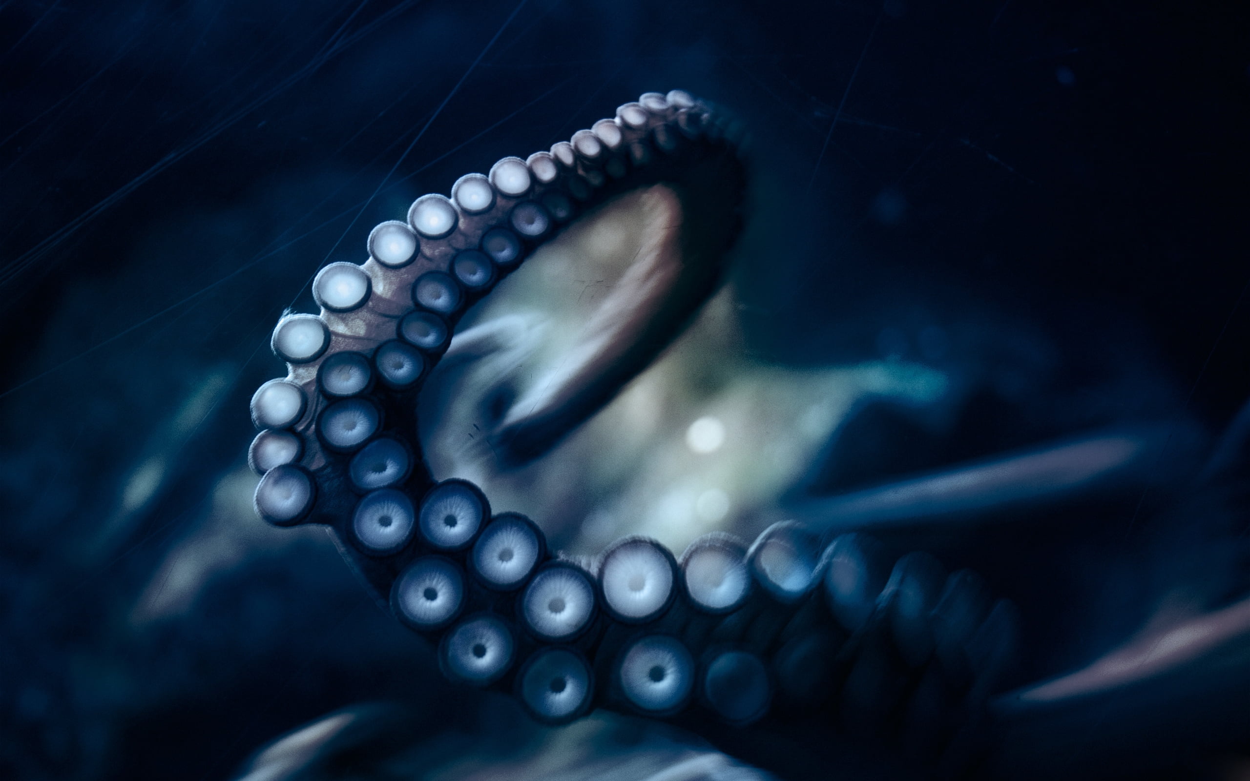 Illustration Of Octopus Tentacles HD Wallpaper