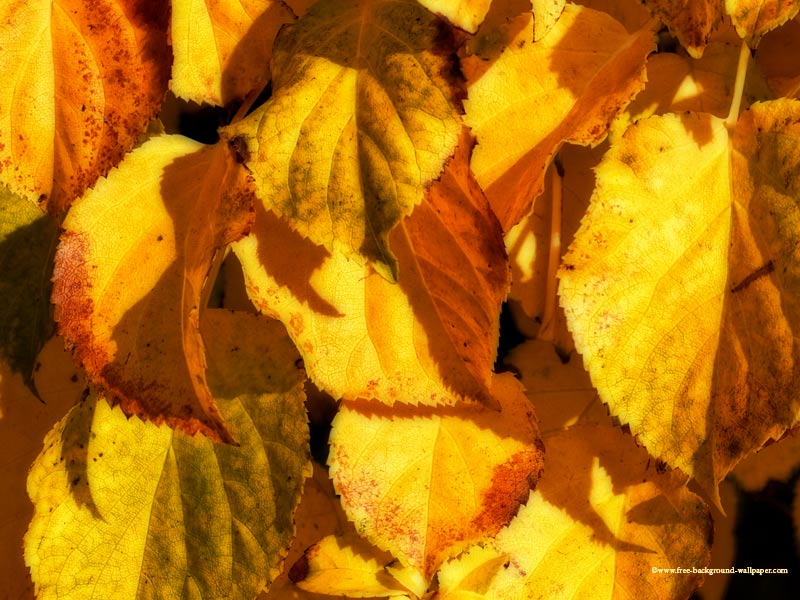 Fall Wallpaper Of Yellow Leaves In The Just Before They
