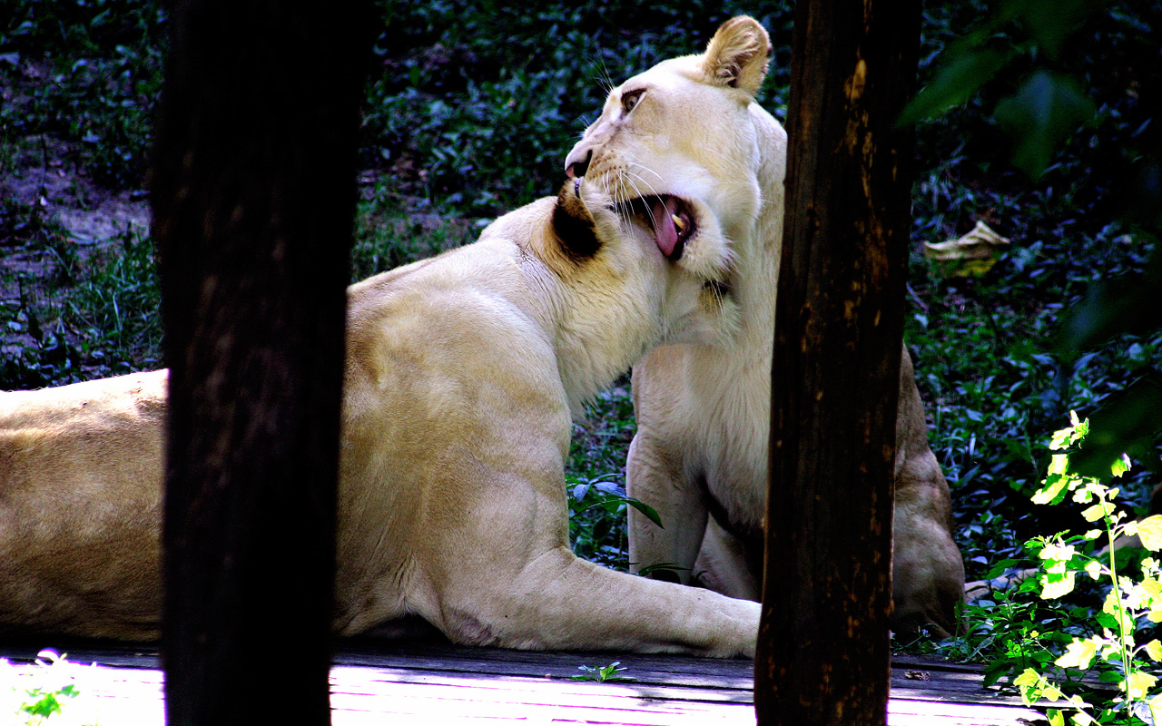 Download Adult Lions wallpaper white lions wallpaper