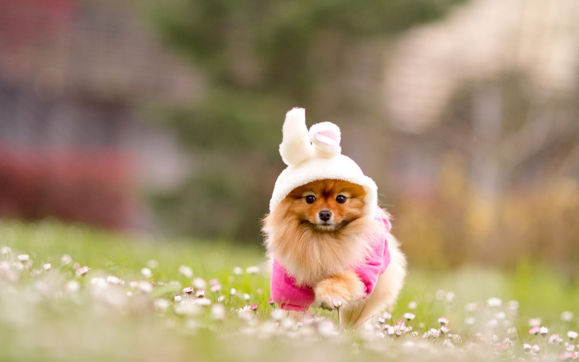 Adorable Pomeranian puppy dressed in a pink bunny outfit running through a field of white flowers