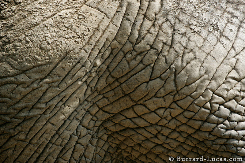 Image Elephant Skin Pc Android iPhone And iPad Wallpaper