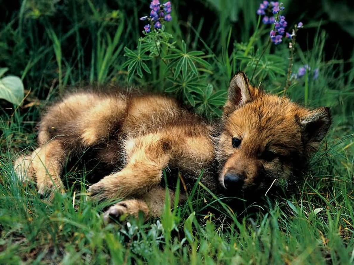 Wolf Cub Baby Wallpaper
