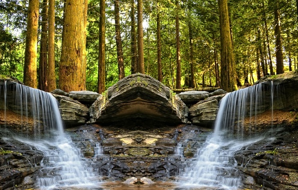 Wallpaper Forest Trees Stream Waterfall Rocks Turtle