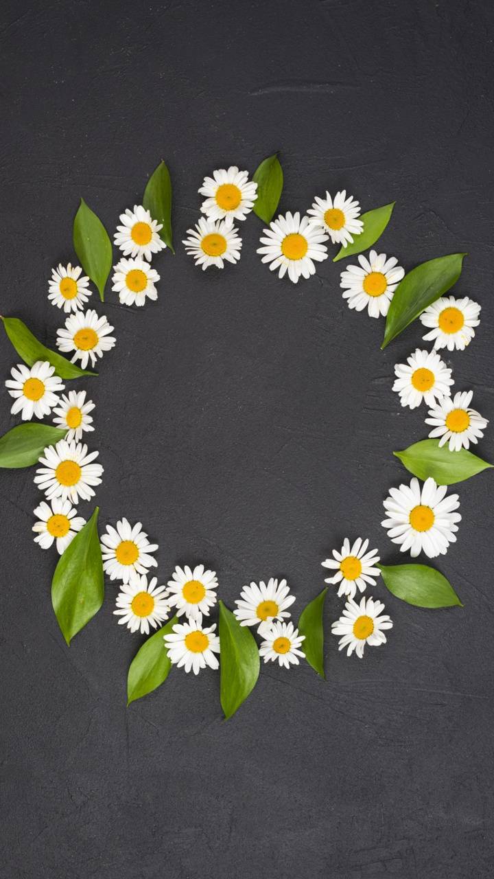 Daisy Flower Wallpaper