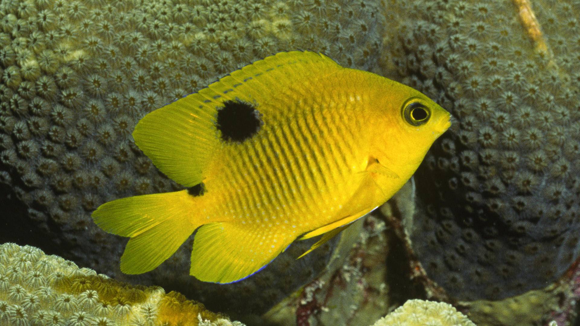 Yellow Beauty Fish Wallpaper