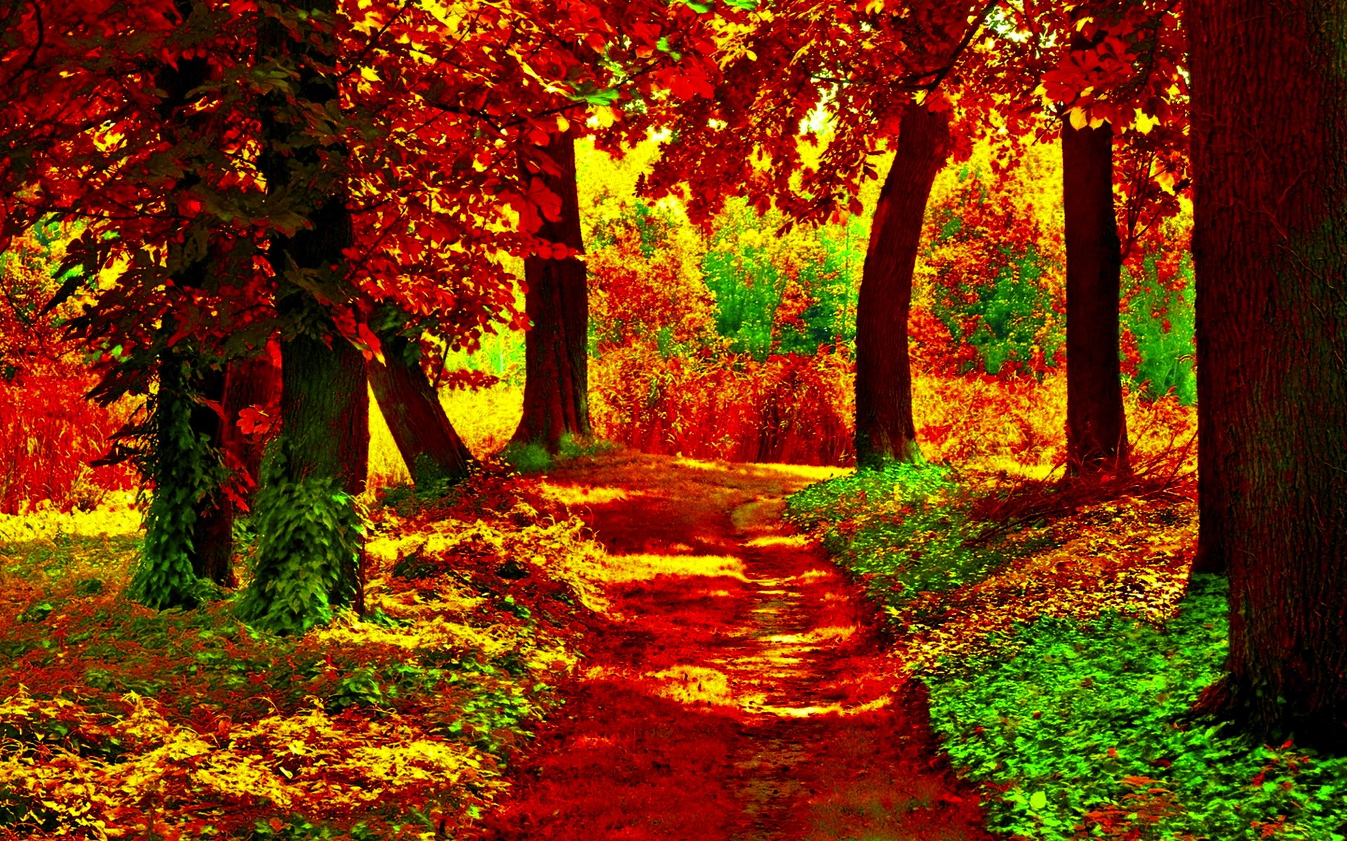 Path In Autumn Forest Full HD Wallpaper And Background
