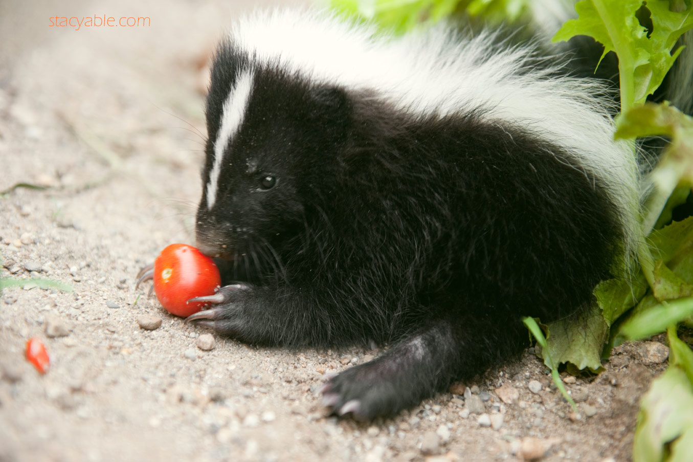 Indianapolis Pet Photographer Mr Relish The Baby Skunk