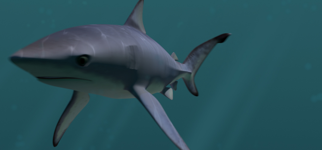Kb Png Shark T002 Animated Fish Icon Designer