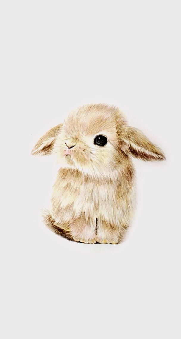 Wallpaper Super Cute Kawaii Pet Love Dwarf Bunny Rabbit A R T