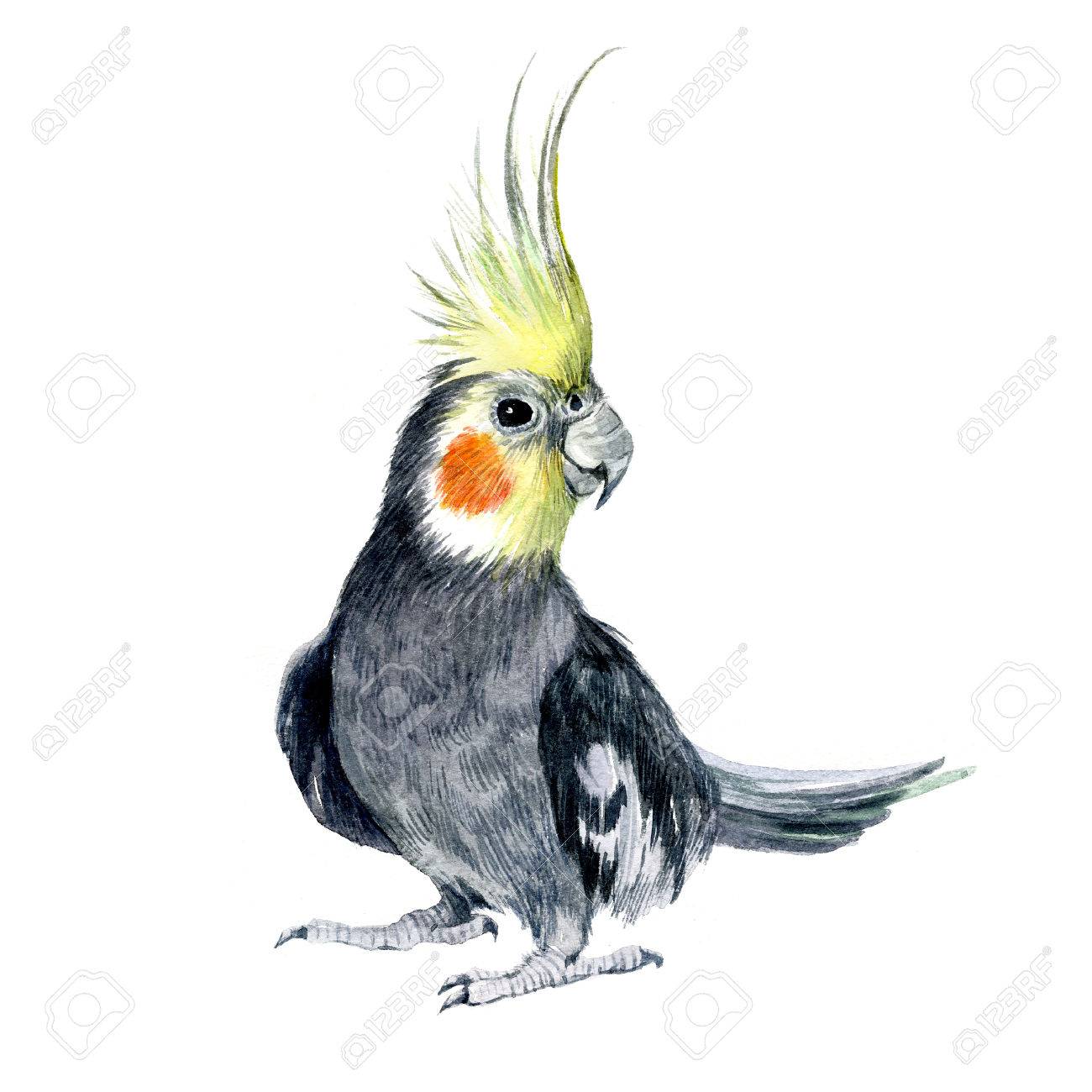 Watercolor Parrot Cockatiel Isolated On A White Background