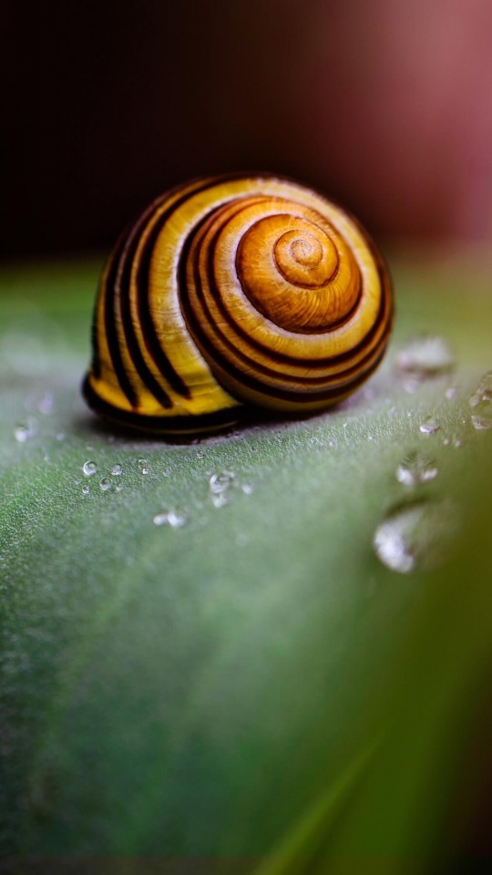 Snail Shell HD Wallpaper For Moto E HDwallpaper