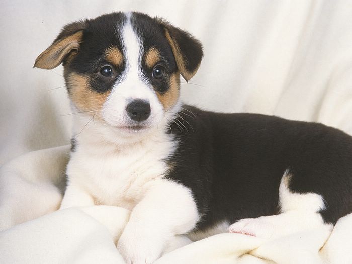 Welsh Ci Puppy On Blanket Cute Dog Photos