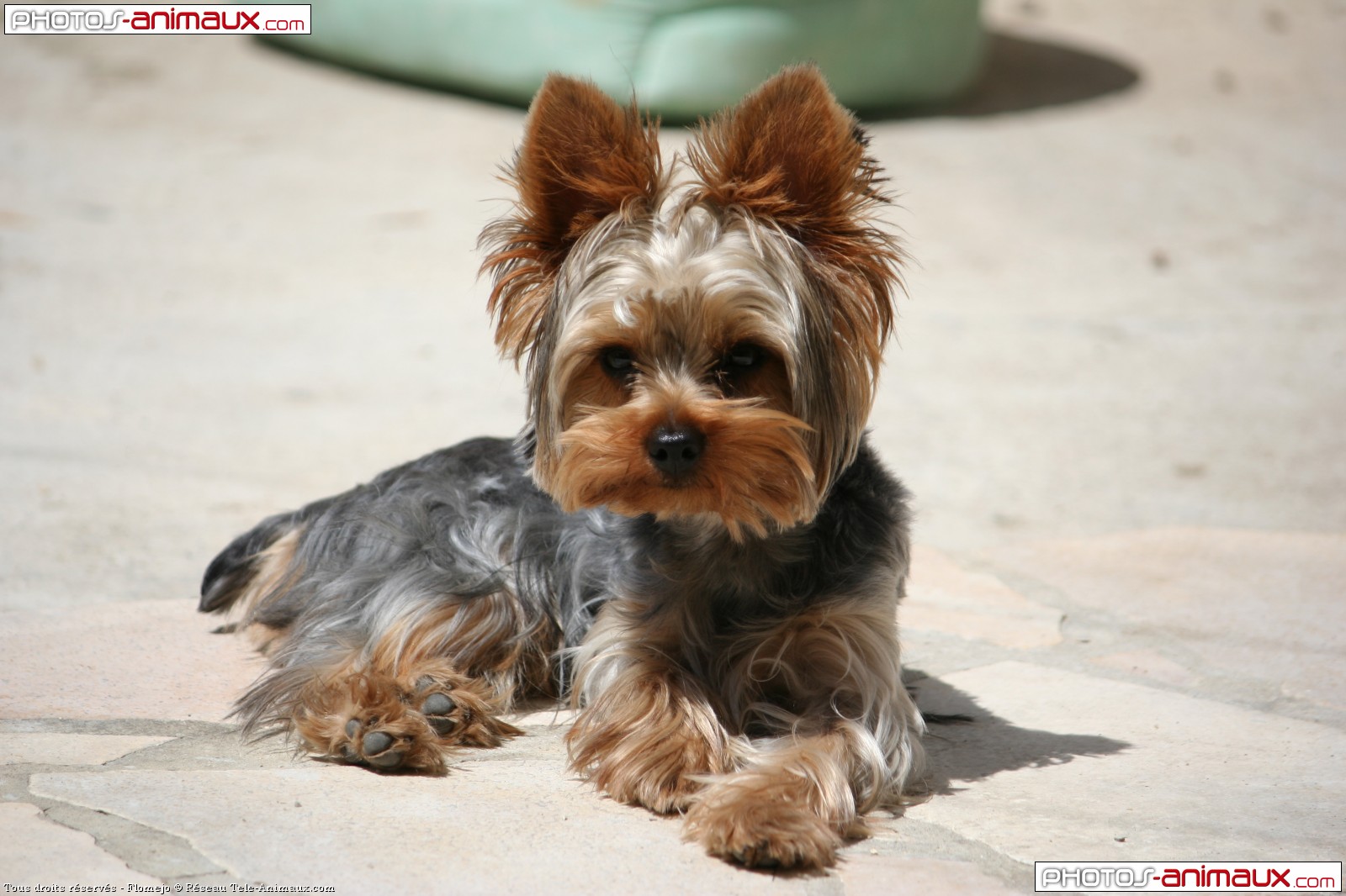Funny Animals Pictures Yorkshire Terrier Wallpaper