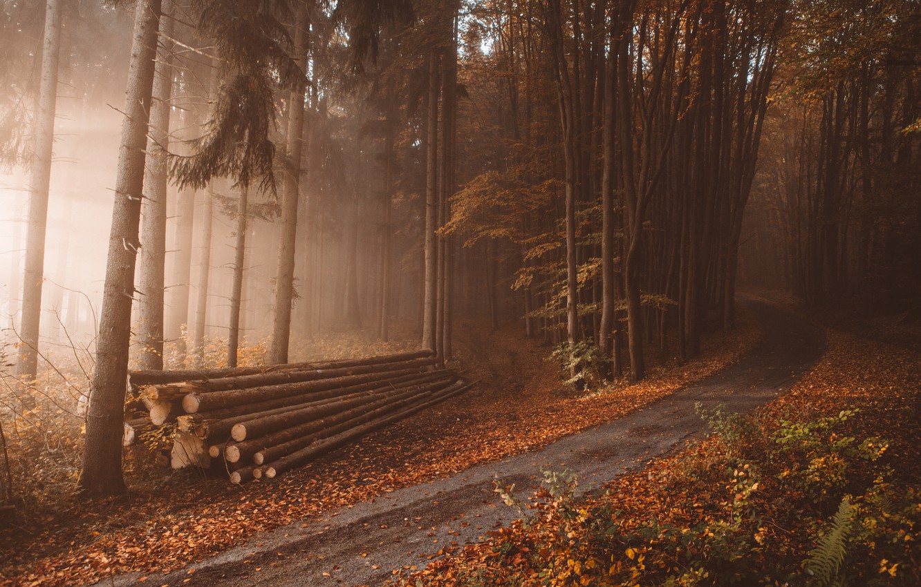 Logging Road Wallpaper Collection
