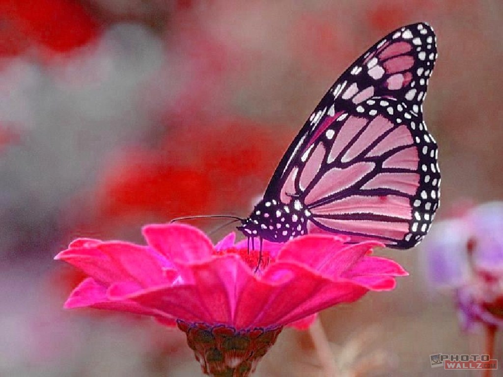 Nature Pink Butterfly Pc1 HD Wallpaper