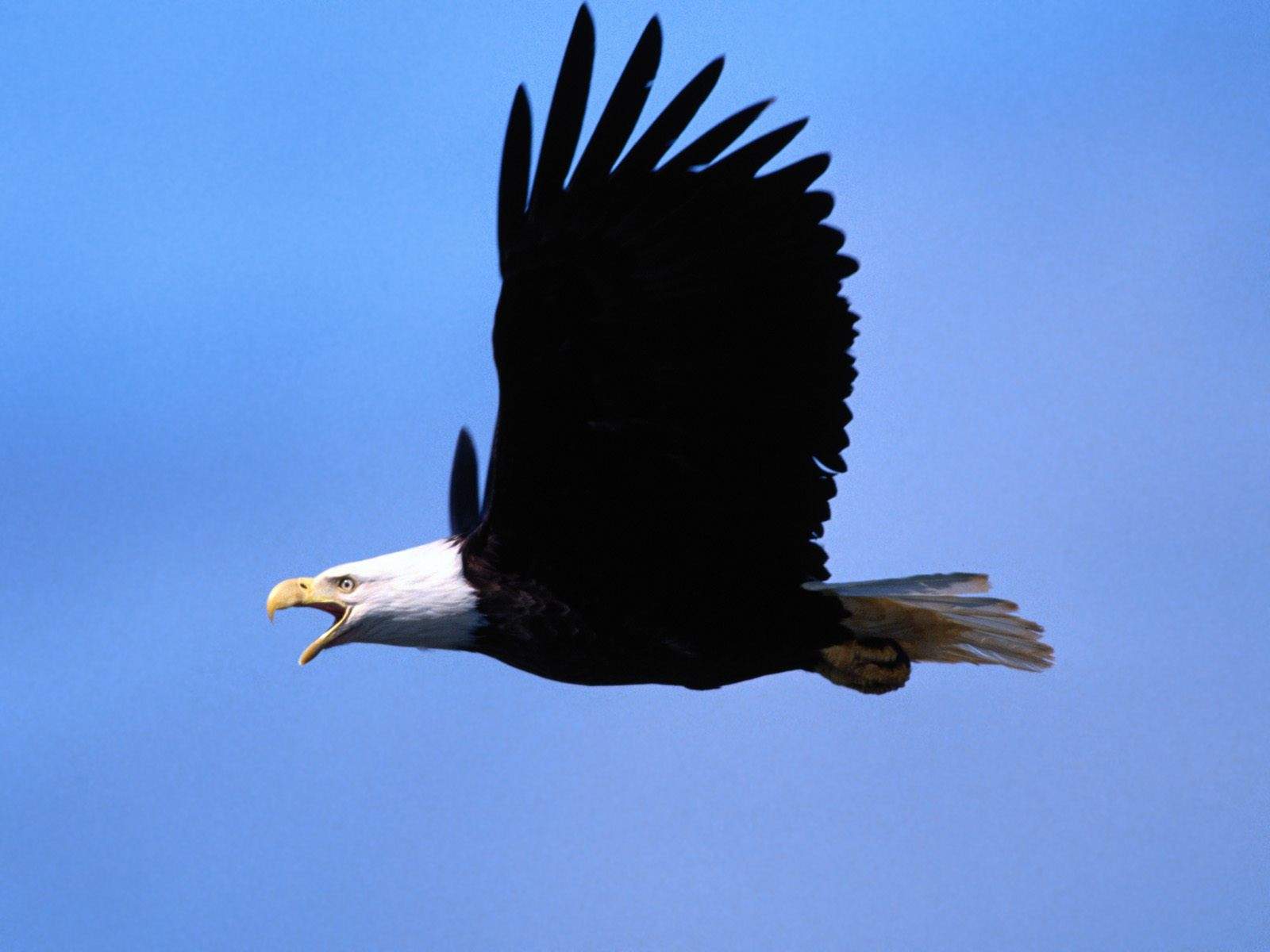 Bald Eagle Wallpaper High Resolution Call Of The Wild