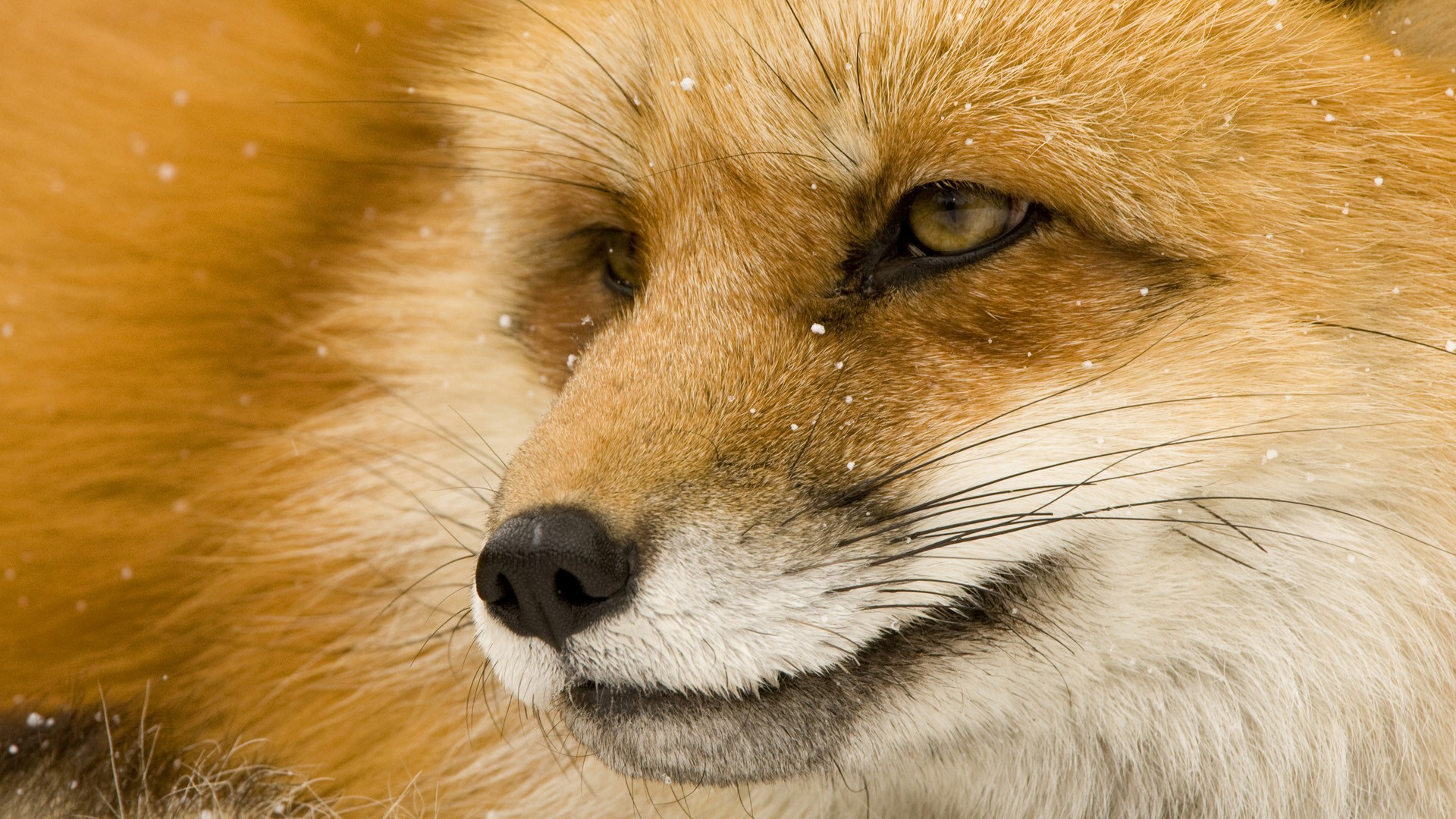 Red Foxes Wallpaper