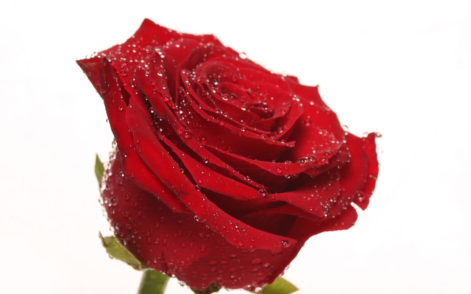 Red Rose HD Wallpaper On Day Happy Valentine