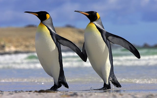 WALLPAPERS 3D WALLPAPERS AMAZING WALLPAPERS Penguins wallpapers