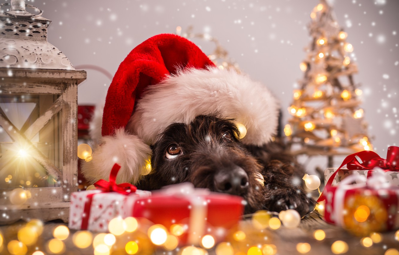 Wallpaper tree dog New Year Christmas Christmas dog 2018