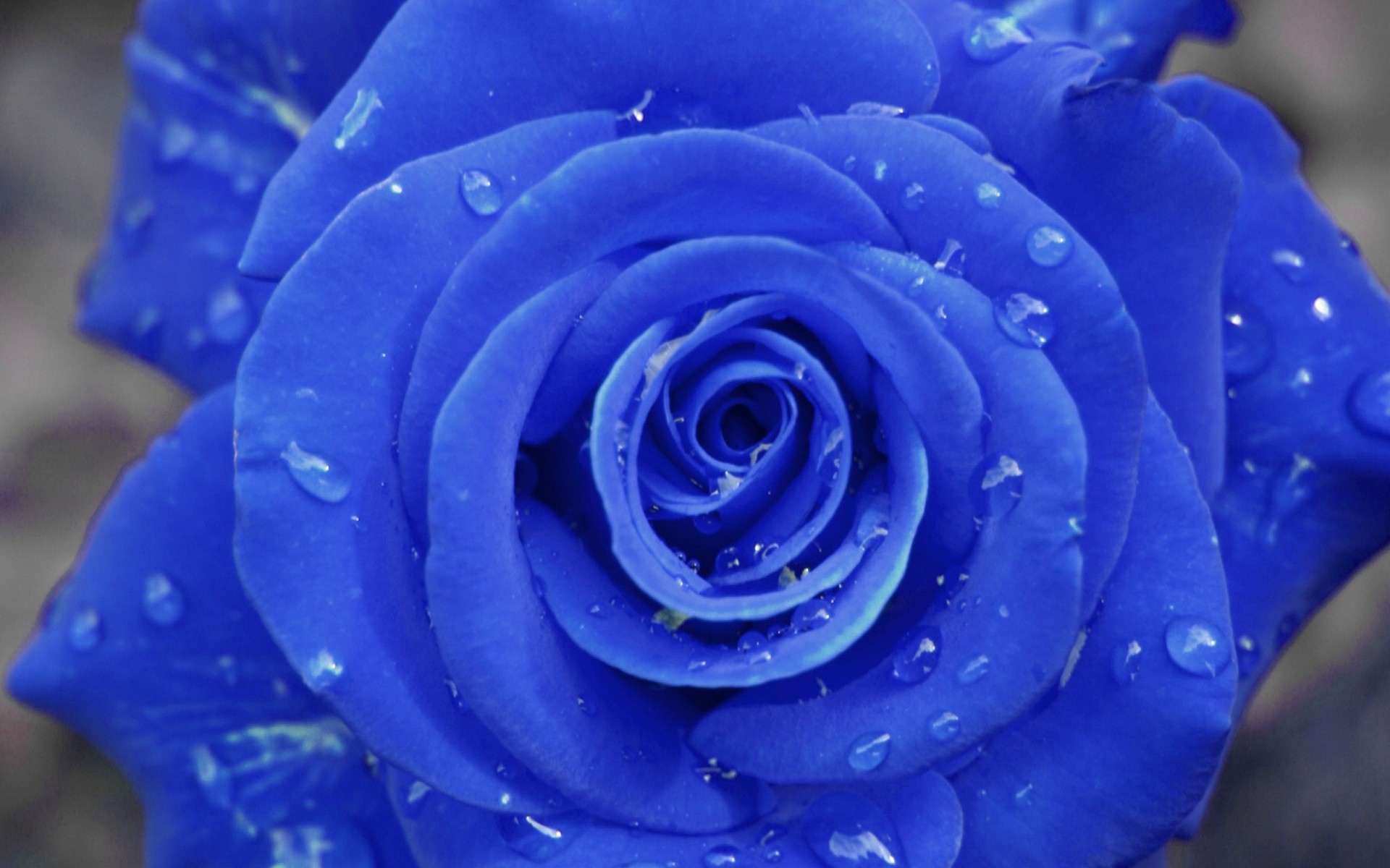 Featured image of post Blue Rose Wallpaper Hd Download