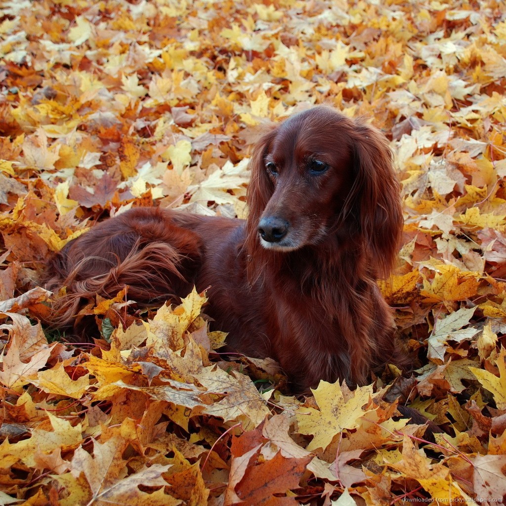 Fall Wallpaper With Dogs Amazing Wallpapers