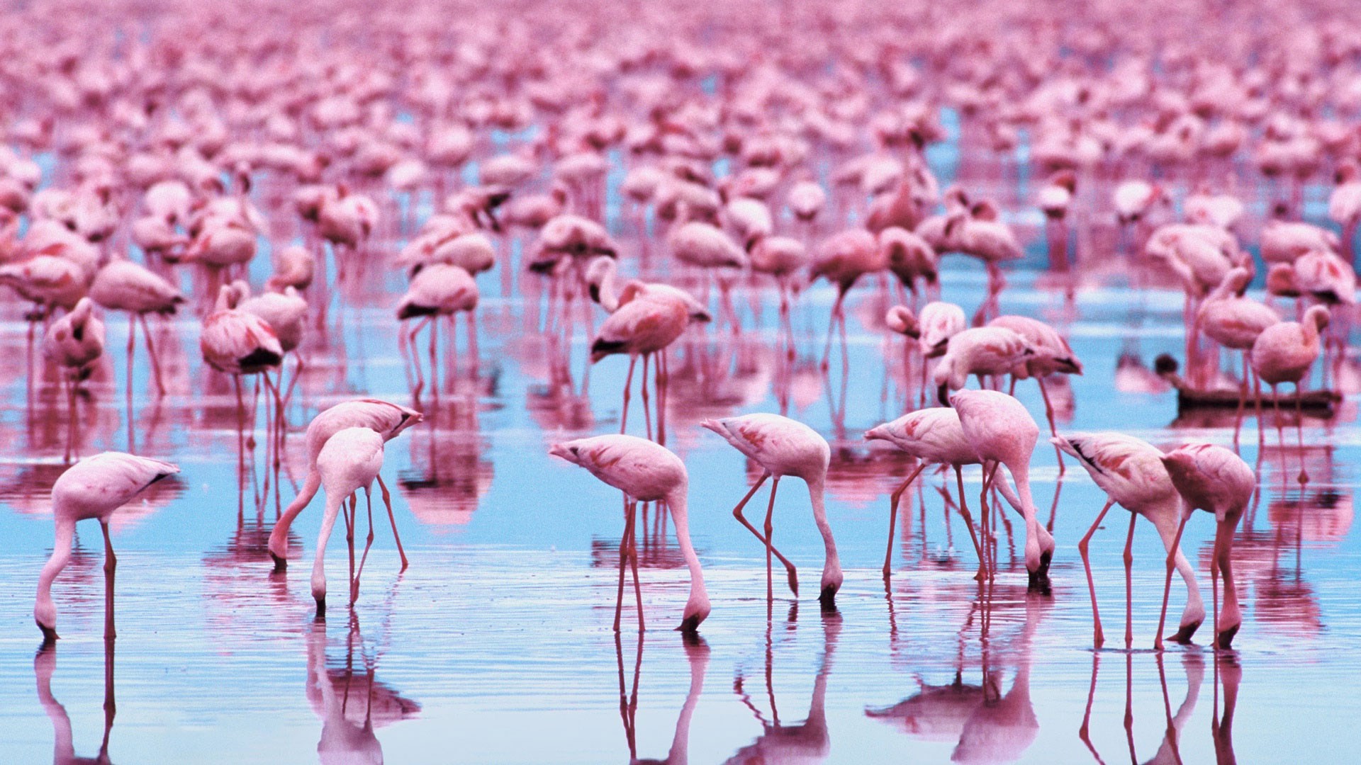 Widescreen Flamingo Wallpaper
