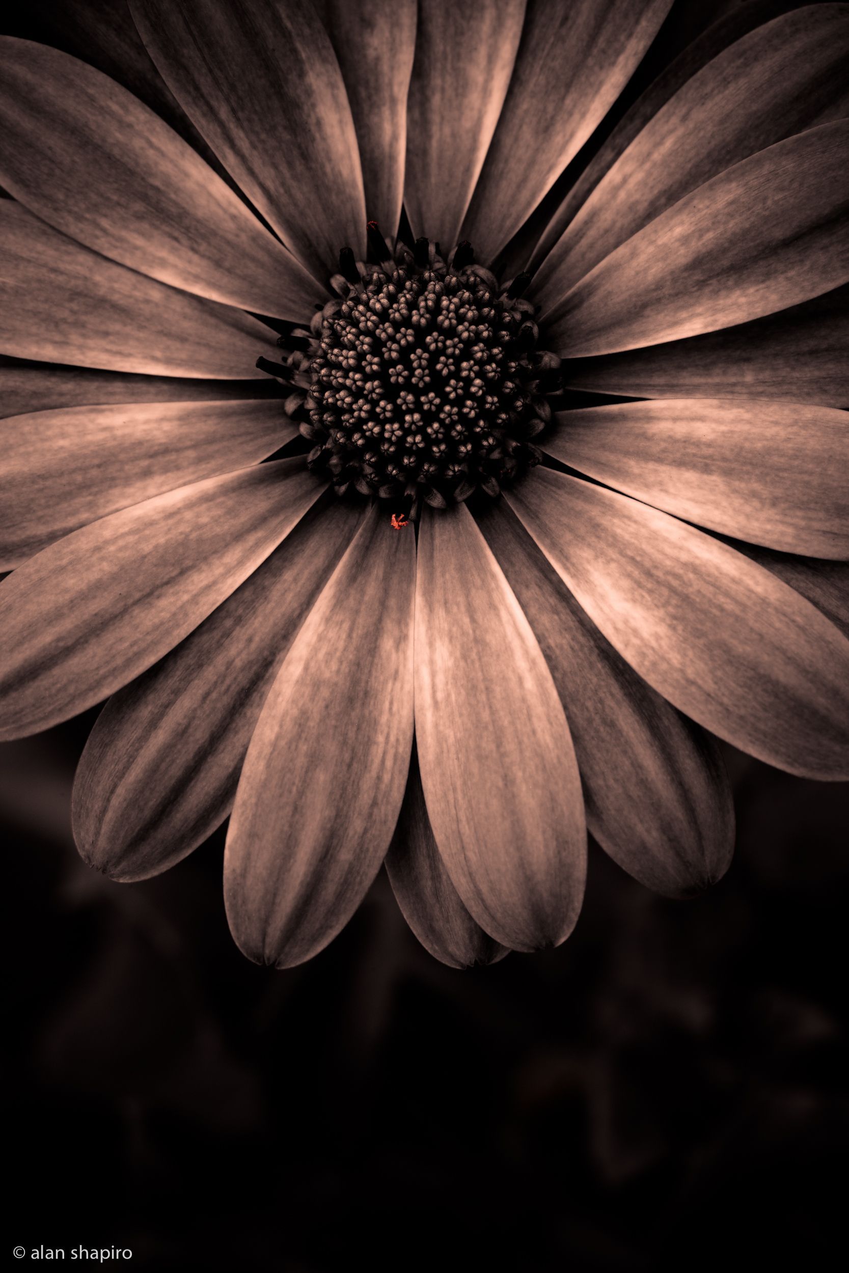 Flower iPhone Wallpaper Sunflower