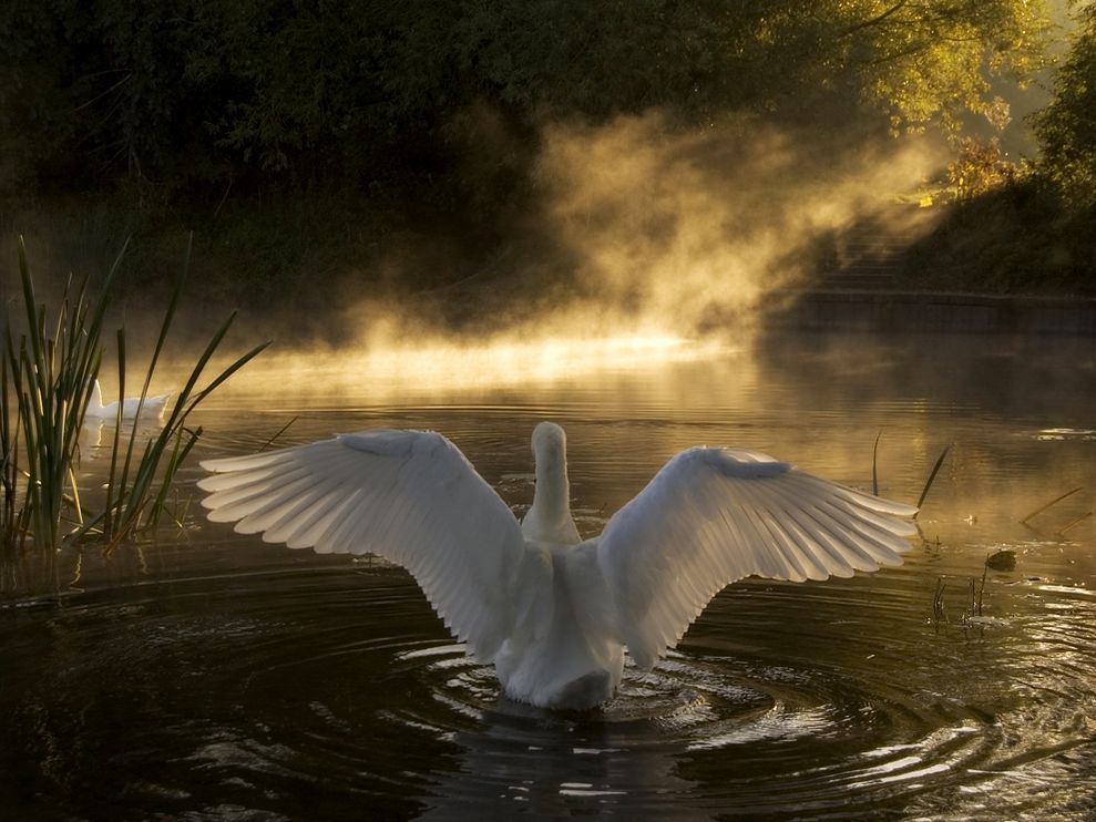 Swan Photo River Avon Wallpaper National Geographic Of The