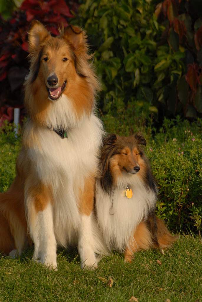 Cute Shetland Sheepdog Mother And Her Baby Puppies Wallpaper Picture