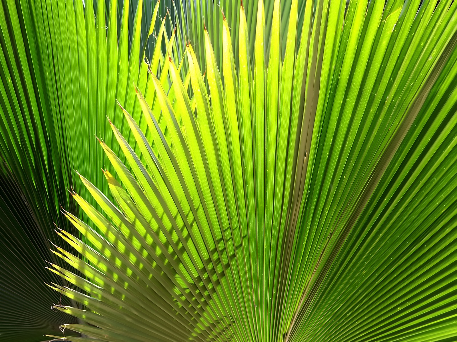 Palm Leaf Wallpaper Wallpaper titelvista plant 1600x1200