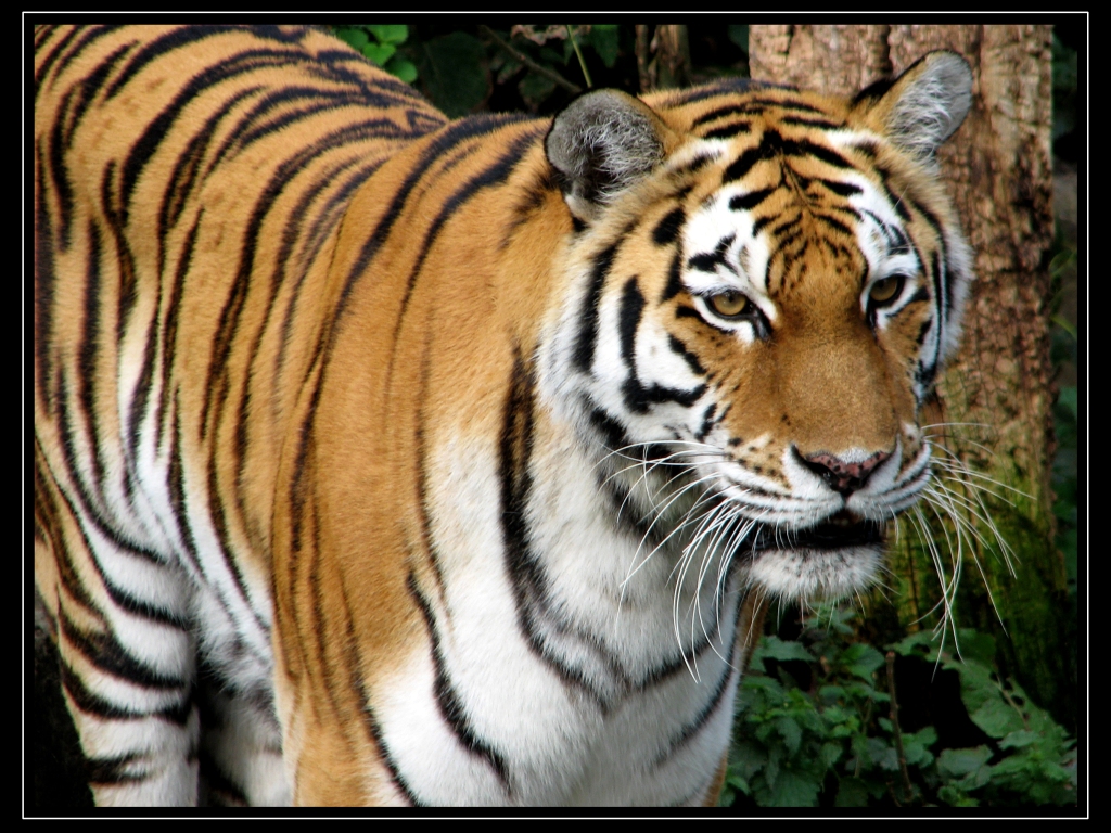 Tiger Wallpaper Desktop HD