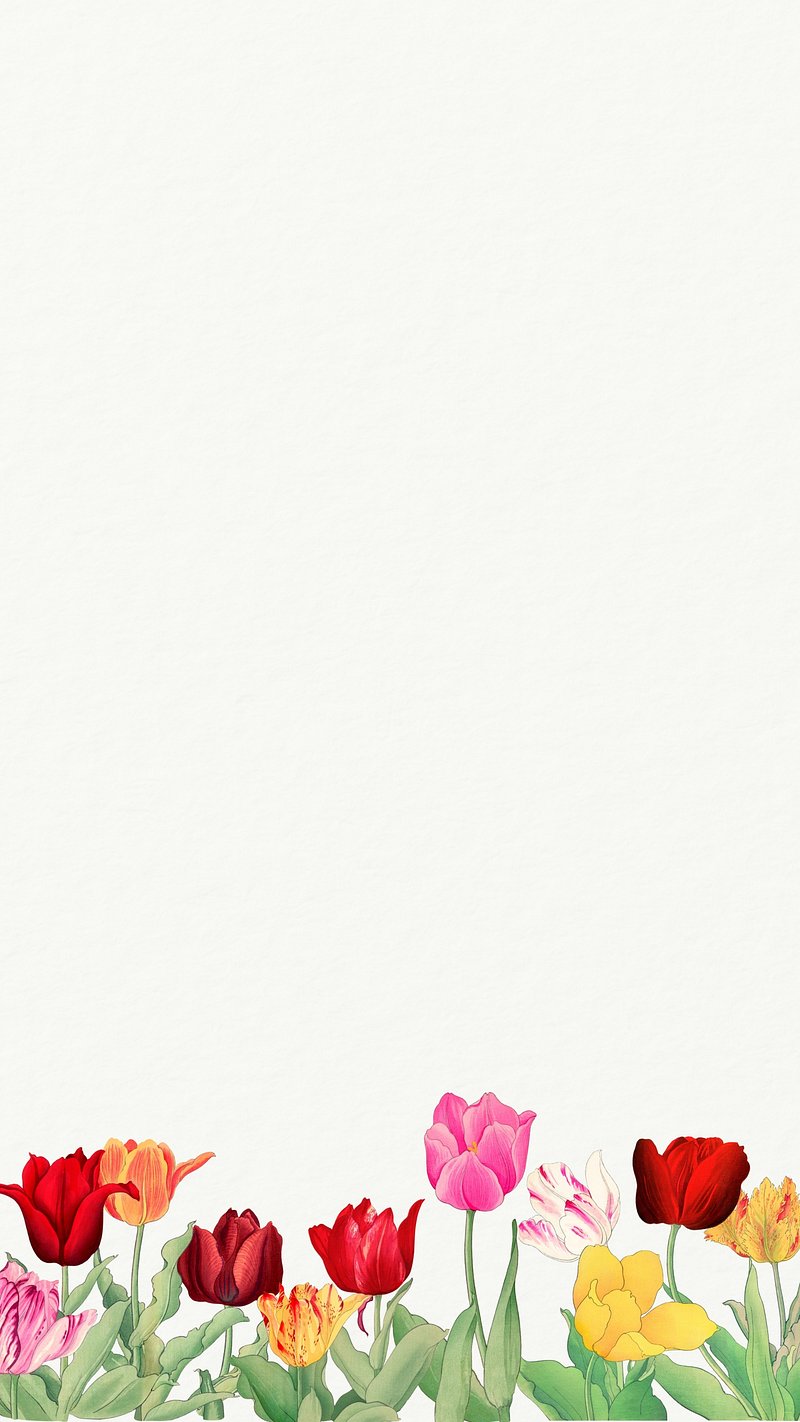 Tulips iPhone Wallpaper Image