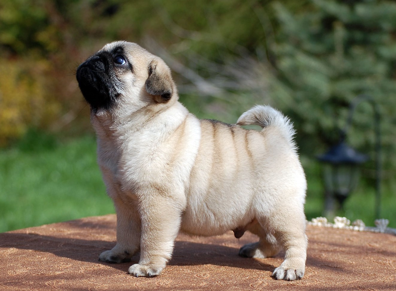 Cute Pug Puppy Pugggys And Occasionally Other Things Pinte